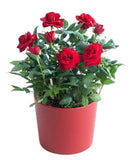Mini Roses Ceramic Pot