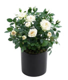 Mini Roses Ceramic Pot
