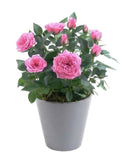 Mini Roses Ceramic Pot