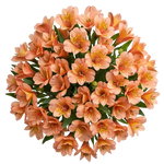 Orange Alstroemeria Bouqet