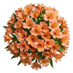 Orange Alstroemeria Bouqet