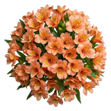 Orange Alstroemeria Bouqet
