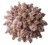 Pink Blush Lilac Bouquet