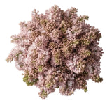 Pink Blush Lilac Bouquet