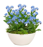 Forget-Me-Not Plant in Ceramic Bowl Pot