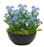 Forget-Me-Not Plant in Ceramic Bowl Pot