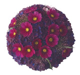 Purple Hydrangea with Cosmos and Panicum Grass Bouquet