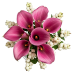 Snowberry Kissed Calla Dreams Bouquet