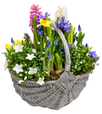 Spring Plants Basket