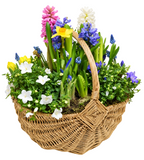 Spring Plants Basket