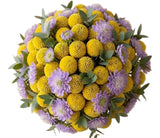 Yellow Craspedia with Scabiosa Bouquet