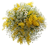 Sunshine Wild Mimosa Blooms