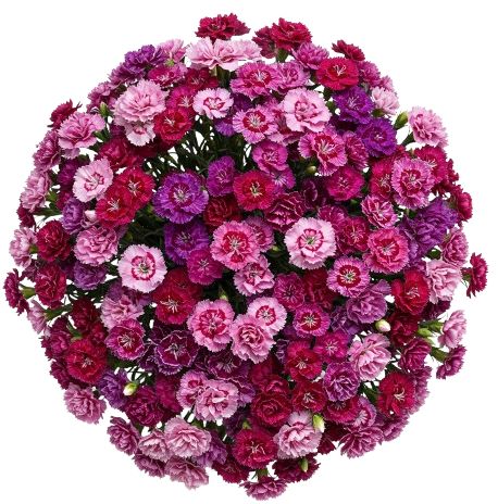 A Unique Bouquet of Sweet Williams
