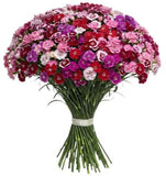 A Unique Bouquet of Sweet Williams - Flowers Box London