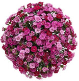 A Unique Bouquet of Sweet Williams - Flowers Box London