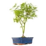 Acer Palmatum Seiryu Bonsai - Flowers Box London