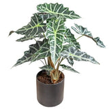 Alocasia Amazonica in Ceramic Pot - Flowers Box London