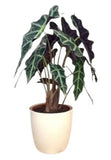 Alocasia Amazonica in Ceramic Pot - Flowers Box London