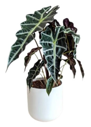 Alocasia Amazonica in Ceramic Pot