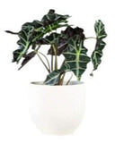 Alocasia Amazonica in Ceramic Pot - Flowers Box London