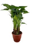 Alocasia Cucullata in Ceramic Pot