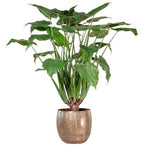 Alocasia Cucullata in Ceramic Pot