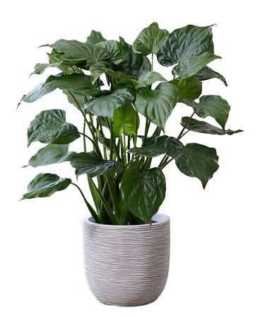 Alocasia Cucullata in Ceramic Pot