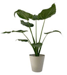 Alocasia Cucullata in Ceramic Pot