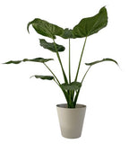 Alocasia Cucullata in Ceramic Pot