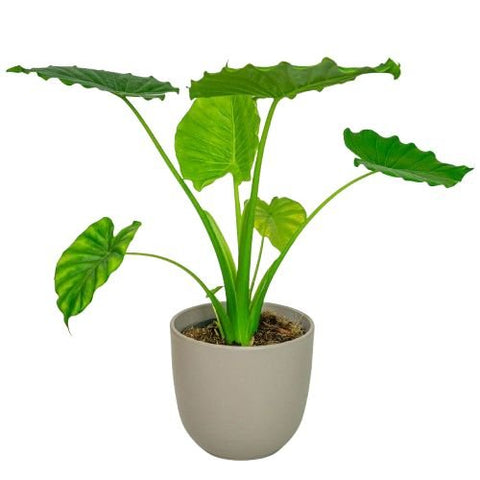 Alocasia Cucullata in Ceramic Pot - Flowers Box London