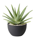 Aloe Vera in Pot - Flowers Box London