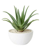 Aloe Vera in Pot - Flowers Box London