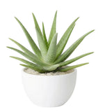 Aloe Vera in Pot - Flowers Box London
