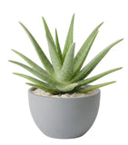 Aloe Vera in Pot - Flowers Box London
