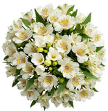 Alstroemeria and White Freesias Bouquet