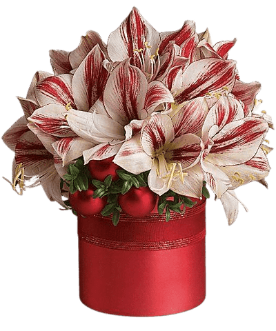 Amaryllis Festive Christmas Flowers Hat Box - Flowers Box London