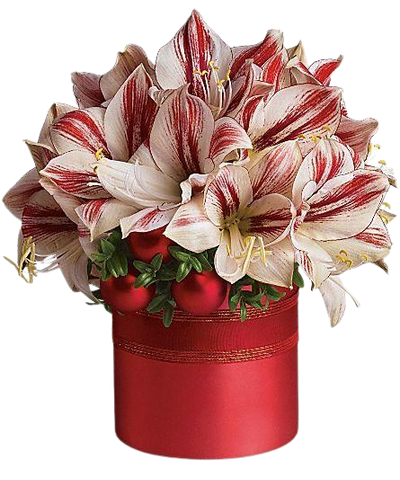Amaryllis Festive Christmas Flowers Hat Box