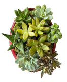 Amazing Assorted Succulent in Elliptic Ceramic Bowl - Flowers Box London