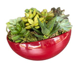 Amazing Assorted Succulent in Elliptic Ceramic Bowl - Flowers Box London