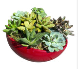 Amazing Assorted Succulent in Elliptic Ceramic Bowl - Flowers Box London