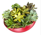Amazing Assorted Succulent in Elliptic Ceramic Bowl - Flowers Box London