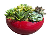 Amazing Assorted Succulent in Elliptic Ceramic Bowl - Flowers Box London