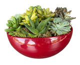 Amazing Assorted Succulent in Elliptic Ceramic Bowl - Flowers Box London