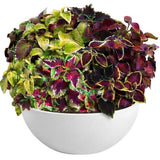Amazing Coleus Ceramic Pot - Flowers Box London