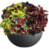 Amazing Coleus Ceramic Pot - Flowers Box London