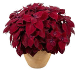 Amazing Coleus Ceramic Pot - Flowers Box London