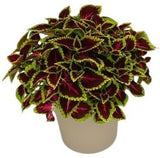 Amazing Coleus Ceramic Pot - Flowers Box London