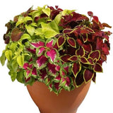 Amazing Coleus Ceramic Pot - Flowers Box London