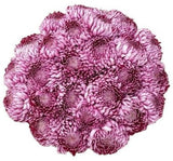Amazing Purple Paars Chrysanthemum Bouquet - Flowers Box London