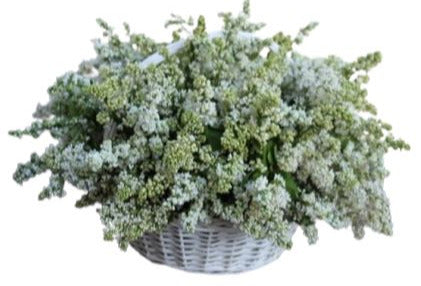 Amazing White Lilac in Basket